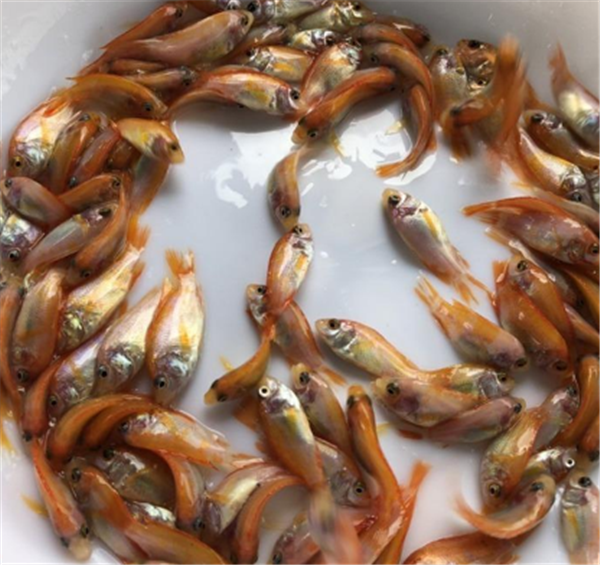 红罗非鱼苗鱼病预防