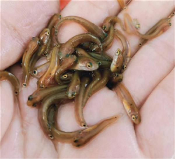 月鳢鱼苗报价大全