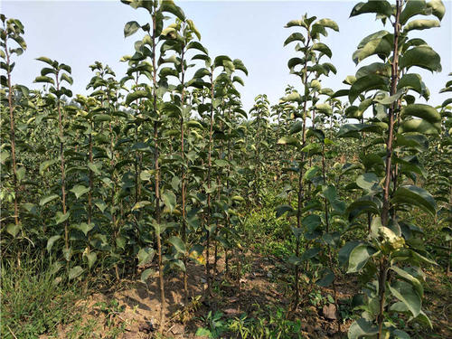 安徽早酥红梨树苗 当年结果早酥红梨树苗 早酥红梨树苗批发