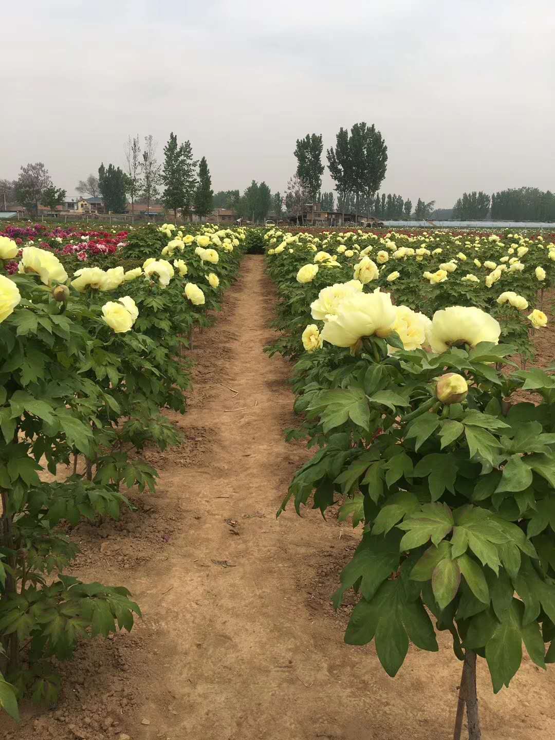 牡丹花苗买几年苗呢?