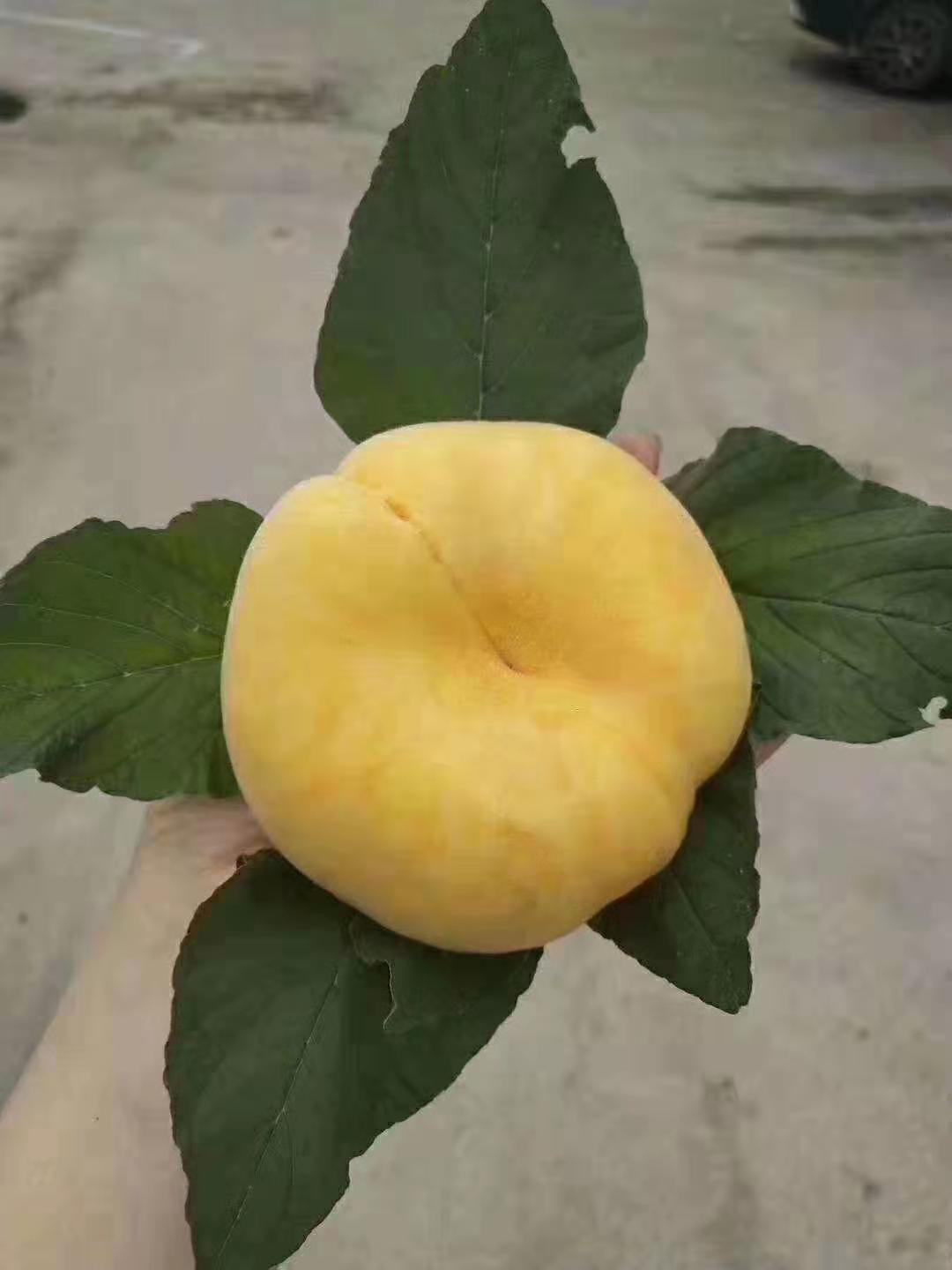 早熟黄肉蟠桃苗系列中蟠7号桃苗批发价格