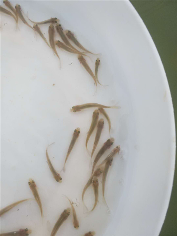 广州裕丰水产养殖有限公司 产品展厅 >银鳕鱼苗 大鳞