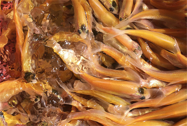 海南三亚金草鱼苗报价大全