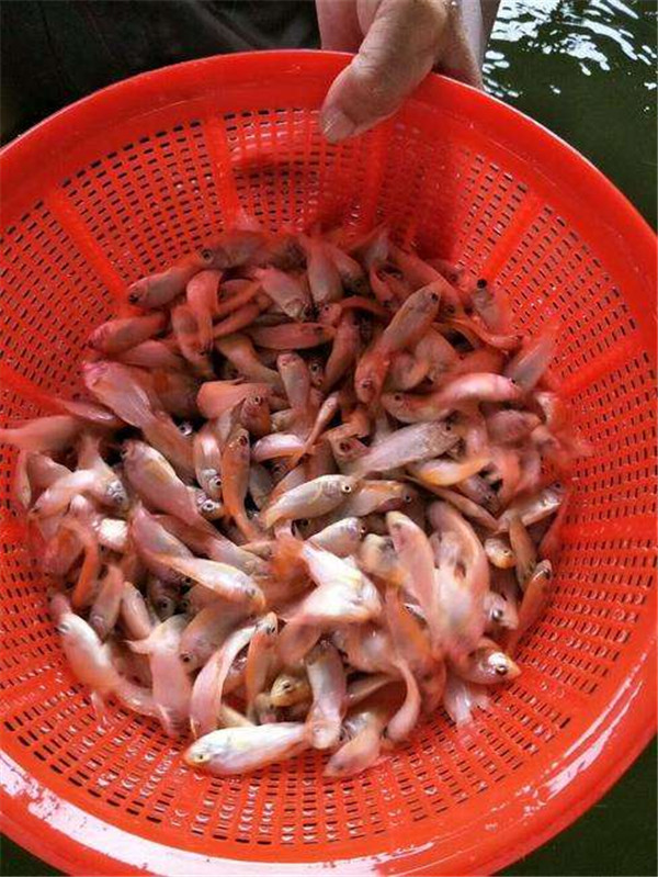 泰安红罗非鱼苗供应商