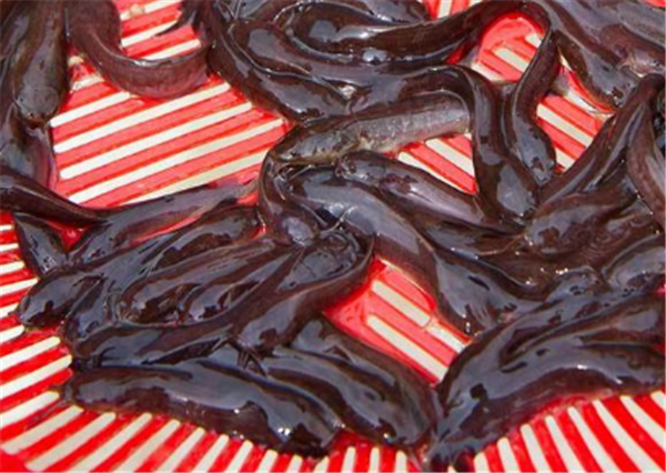 三黄本地塘角鱼苗 塘虱鱼苗培育技术