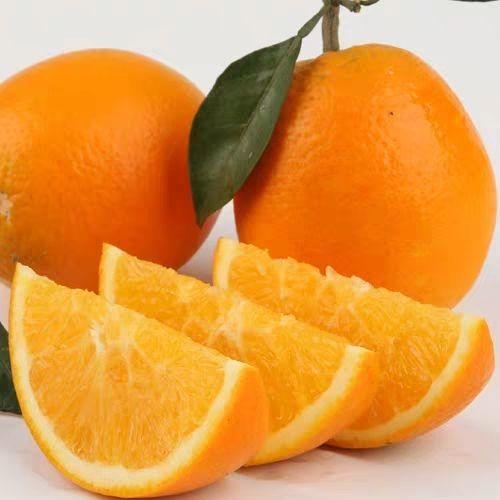 宜昌纽荷尔脐橙柑橘苗木 检疫合格