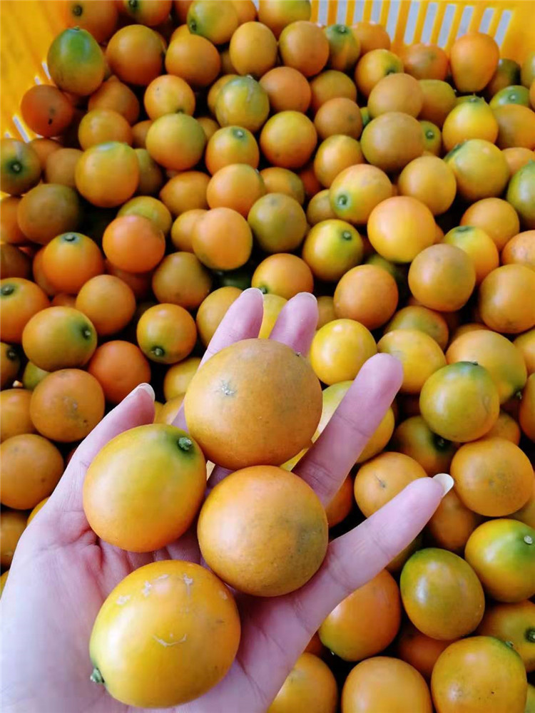 金桔新鲜水果广西融安滑皮金桔果产地直销1000斤起批