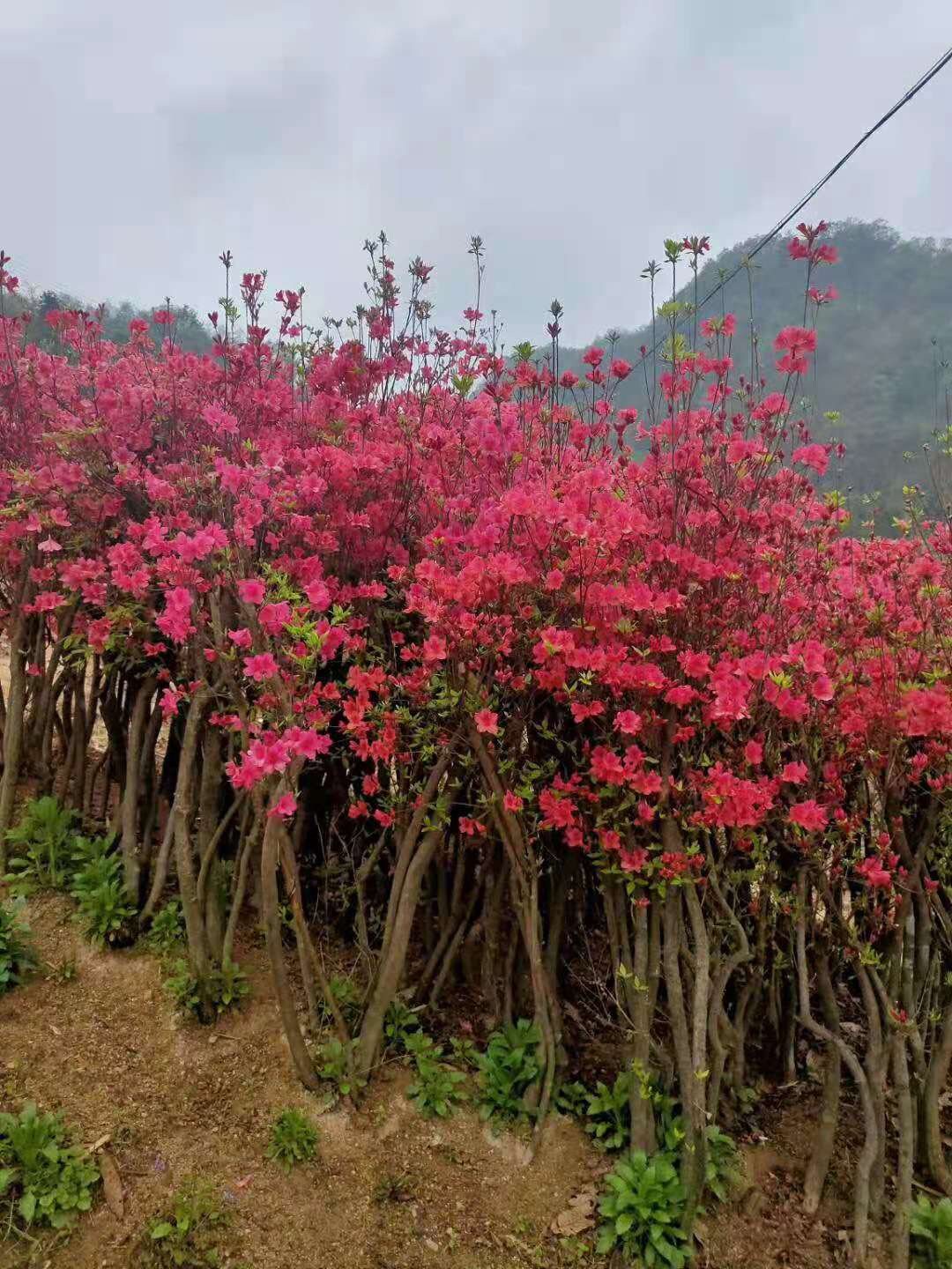 广西映山红树映山红价格映山红基地,映山红批发