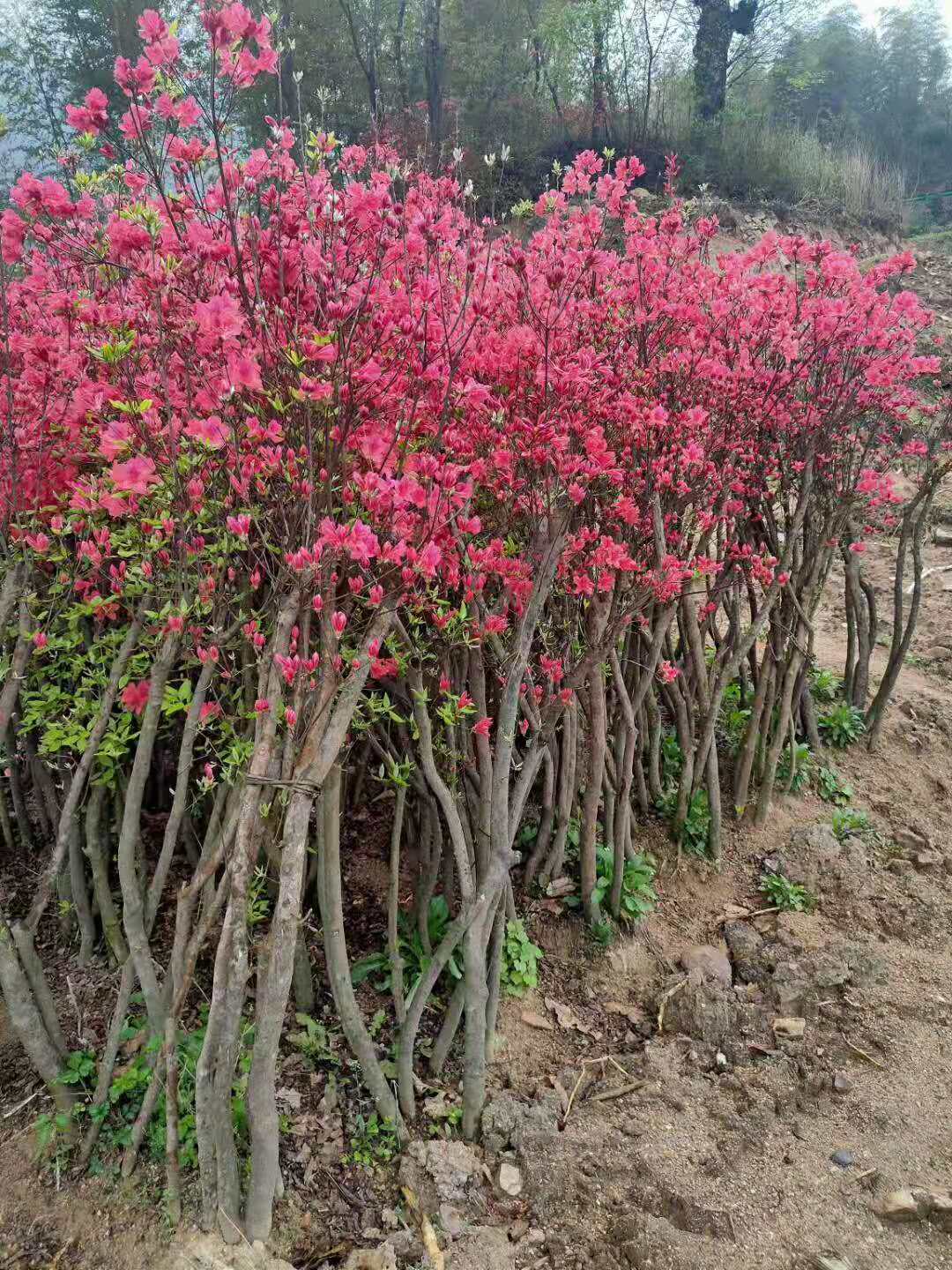 广西映山红树映山红价格映山红基地,映山红批发