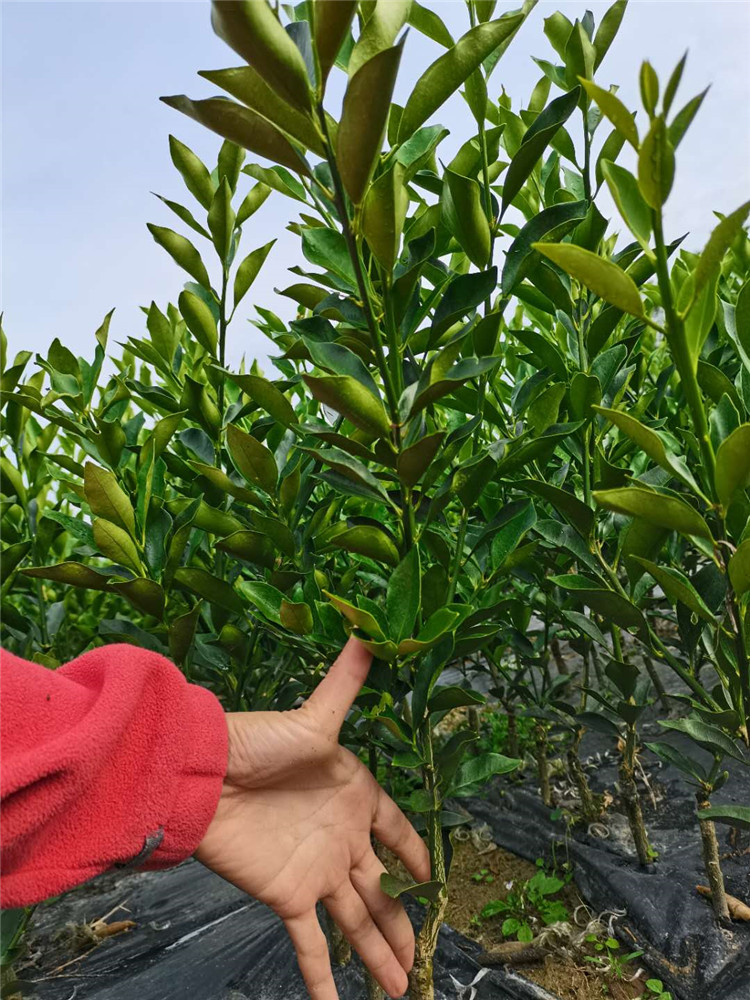 广西融安 当季滑皮金桔苗 大果滑皮金桔苗 滑皮金桔苗 供应