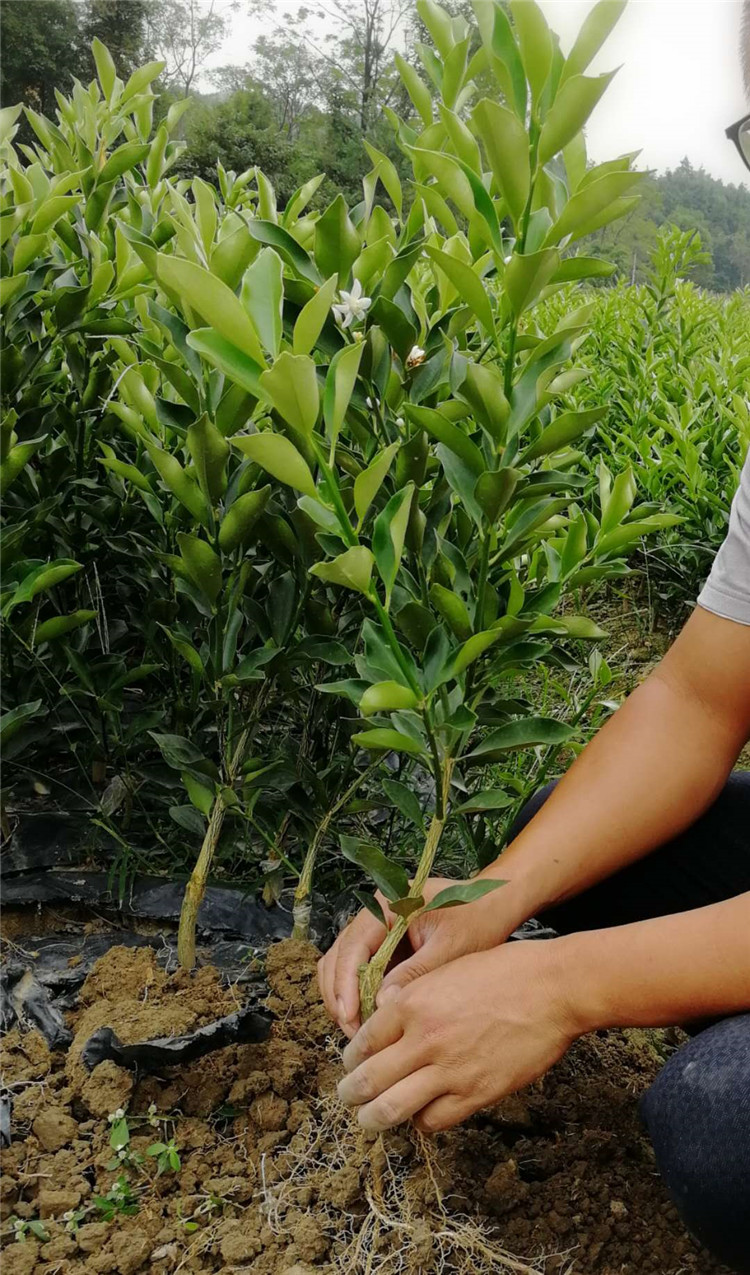 广西融安 脆蜜金桔苗 脆蜜金柑苗 原产地直销 100棵起批