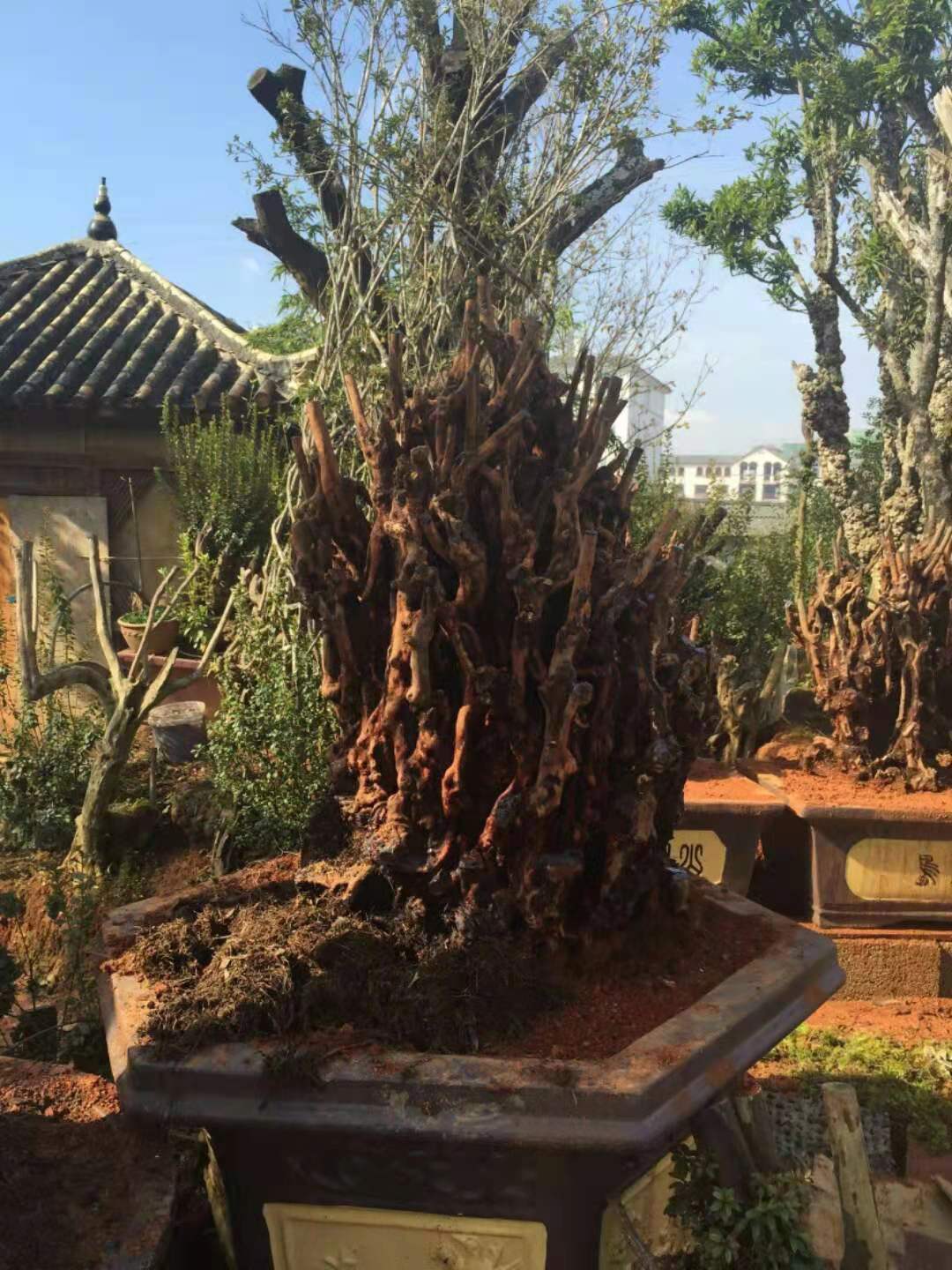 广东精品杜鹃杜鹃景观杜鹃古桩树杜鹃树批量出售批发