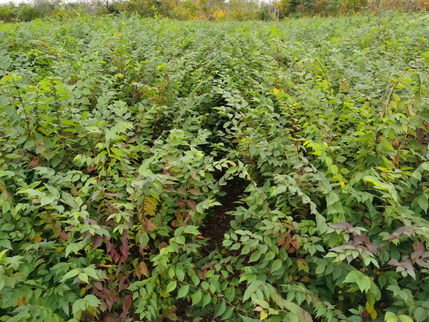 江西红榉小苗批发 当年红榉小苗批发 1米高红榉小苗价格