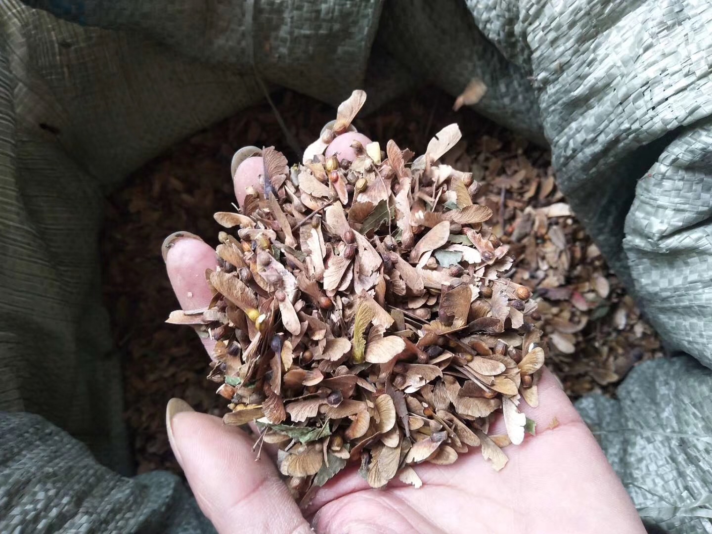 供应鸡爪槭种子 2020年小叶鸡爪槭种子行情报价