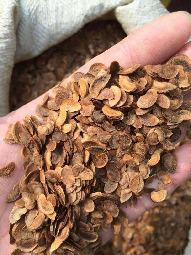 供应木荷种子 种子产地价格