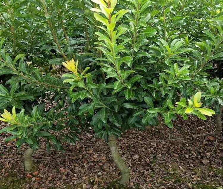 廣東六月楊梅杯苗楊梅樹營養杯楊梅苗楊梅種苗基地批量出售