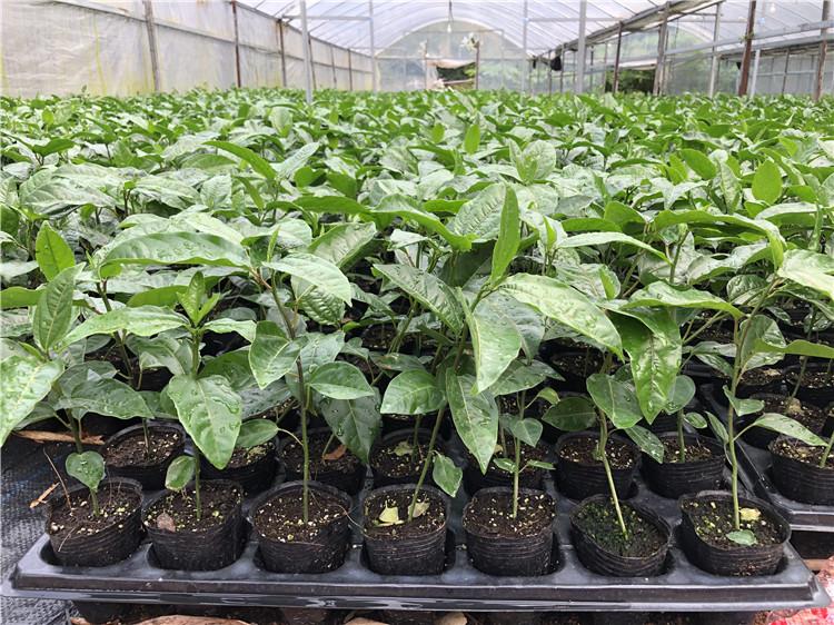 广西黄金百香果苗嫁接苗嫁接百香果苗基地批量批发