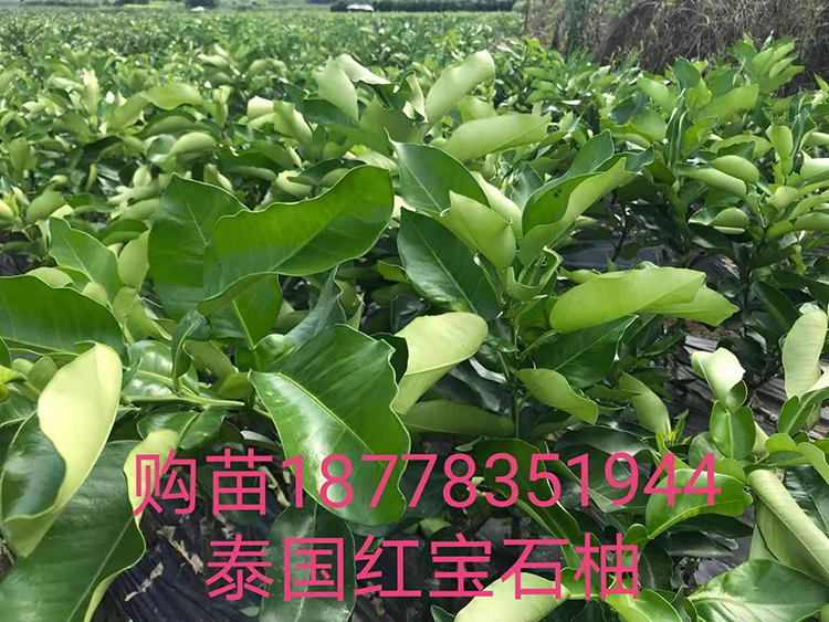柚子果树苗泰国青柚苗价格珍稀苗木场100棵起批厂家价