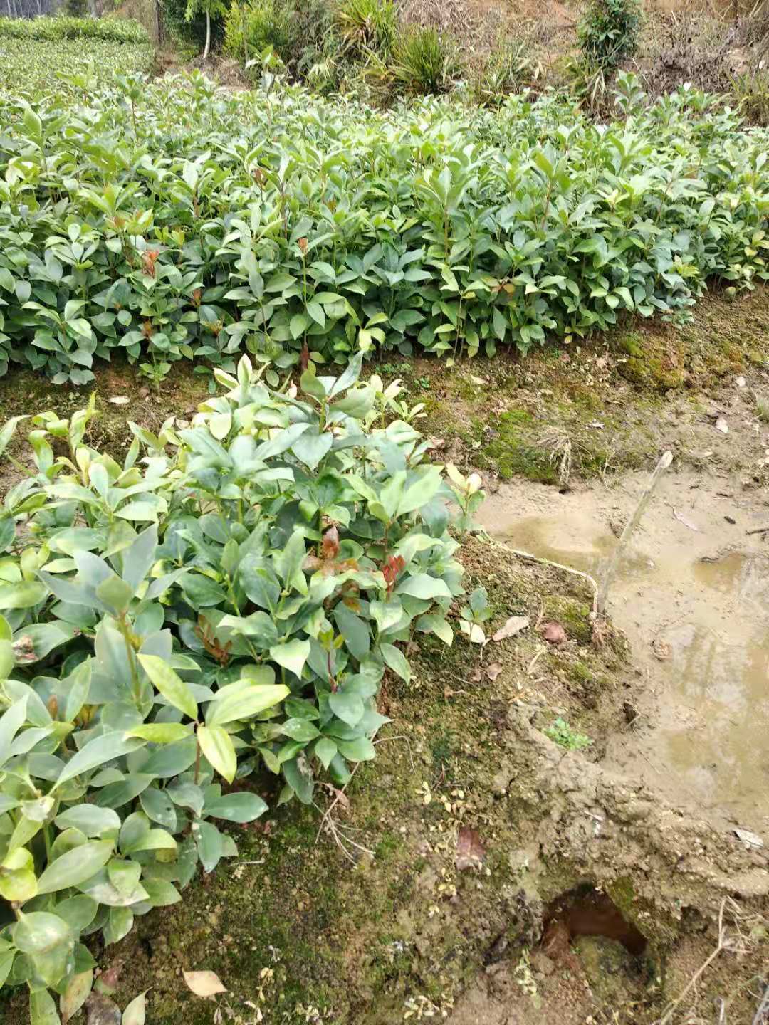 广东供应八角苗八角幼苗苗木供应八角苗种植基地