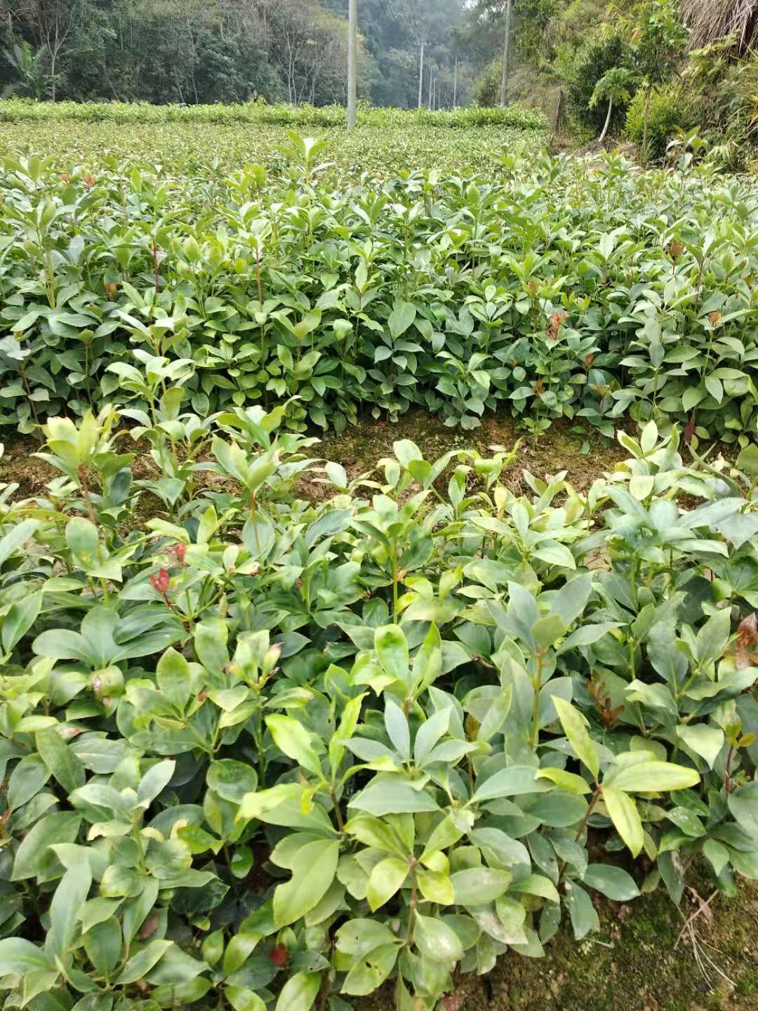 广东供应八角苗八角幼苗苗木供应八角苗种植基地