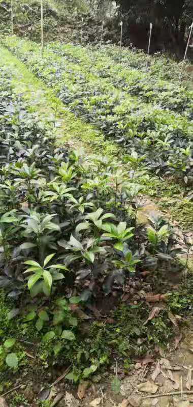 广东供应八角苗八角苗批发八角幼苗批发八角苗种植基地