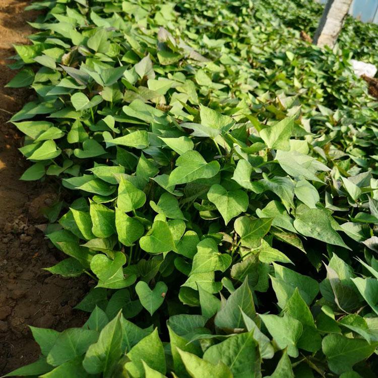 高淀粉地瓜苗地瓜秧种植红心地瓜苗