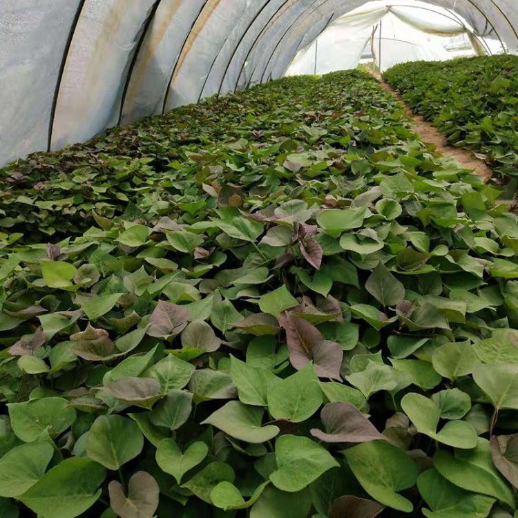 高淀粉地瓜苗地瓜秧种植红心地瓜苗