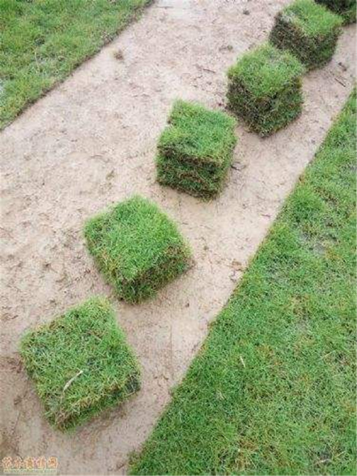 东莞台湾草坪基地批发 望牛墩镇台湾草供应商