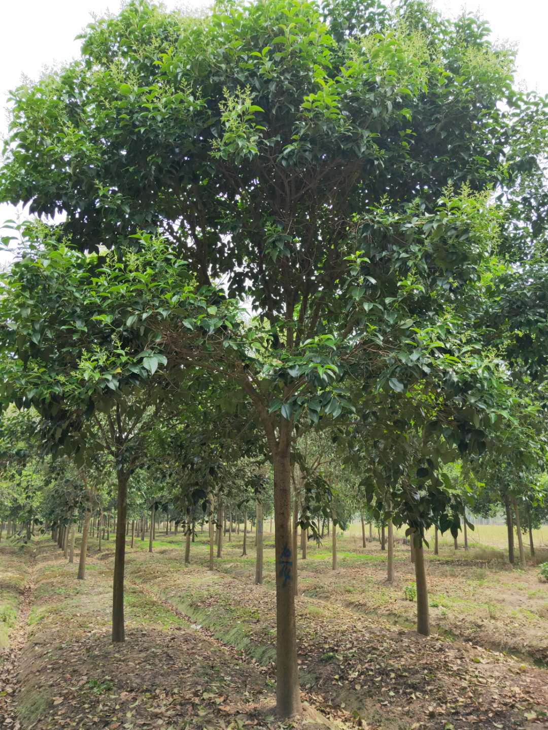 重庆市1公分大叶女贞出售