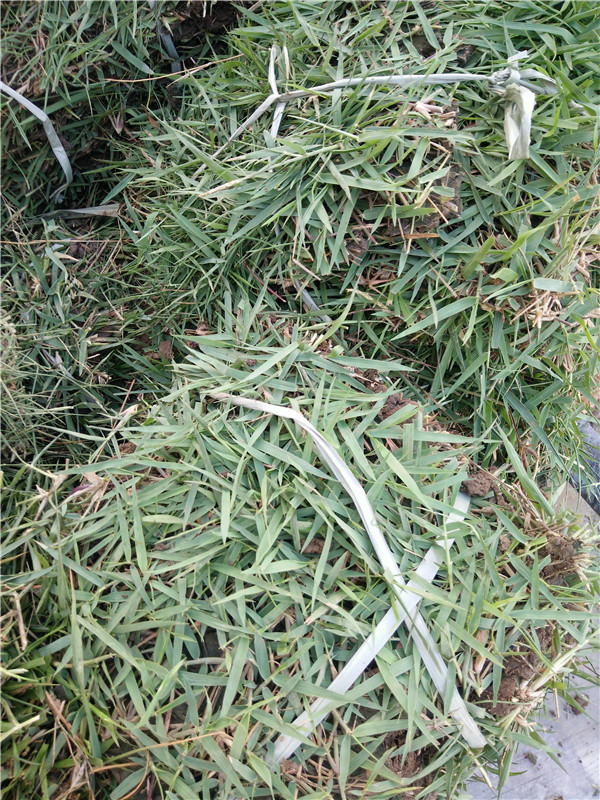 欲保持草地经久不衰,可采取以下措施 :   (1) 与狗牙根,假俭草混栽,以