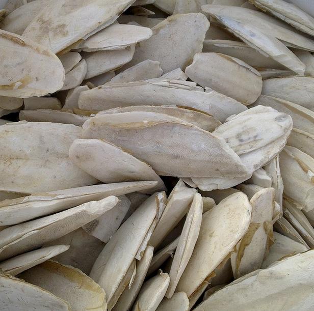 中山墨鱼骨进口代理报关公司