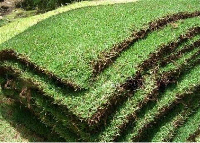 大叶油草块台湾草卷草块大叶油卷草