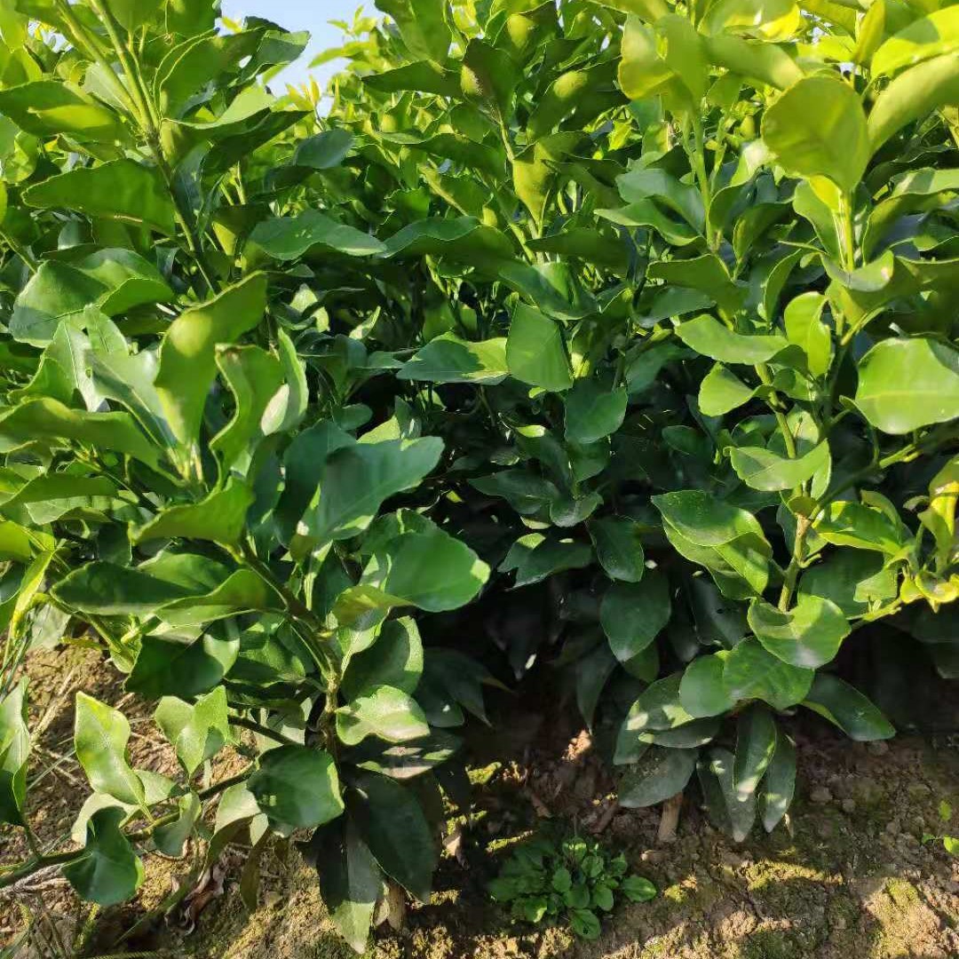 利亚德外围生态环境修正项目苗木收购及栽培竞价公告