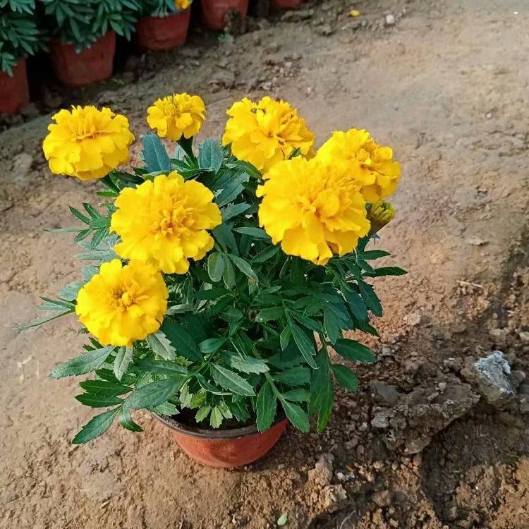 绿化工程苗孔雀草万昌孔雀草供应商孔雀草批发