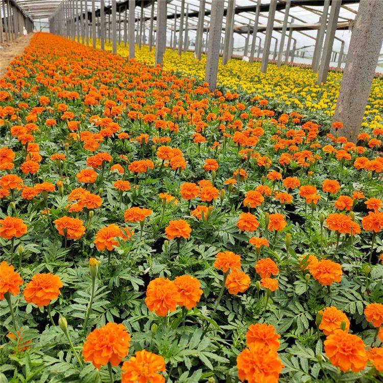 橙色孔雀草孔雀草培育基地苗圃直供