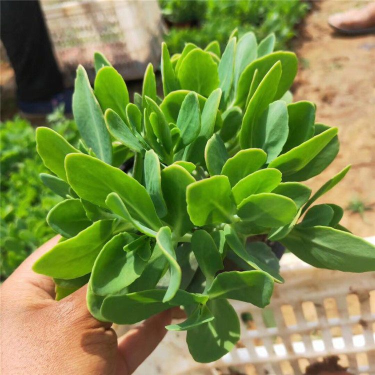 八宝景天种植基地八宝景天杯苗供应八宝景天价格