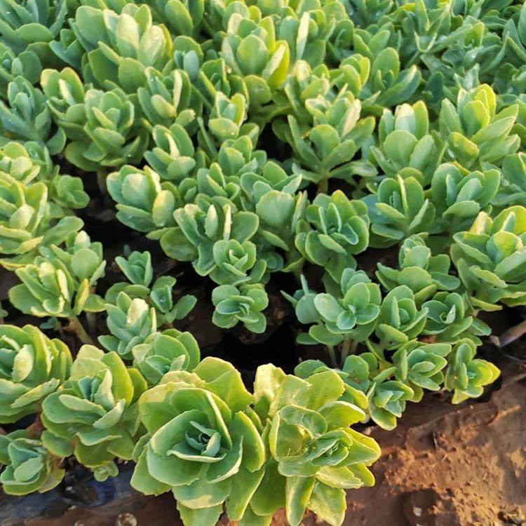 苗圃优惠批售八宝景天 八宝景天盆苗 八宝景天价格