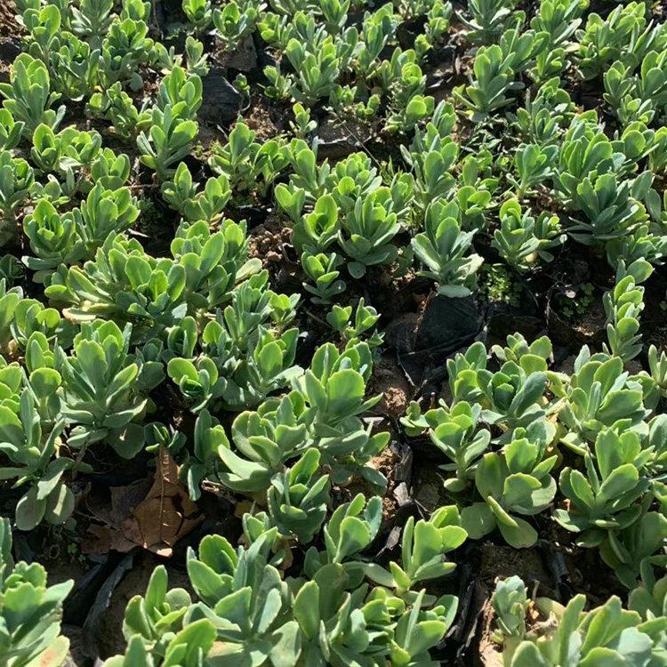 天津八宝景天 八宝景天盆苗 河北八宝景天