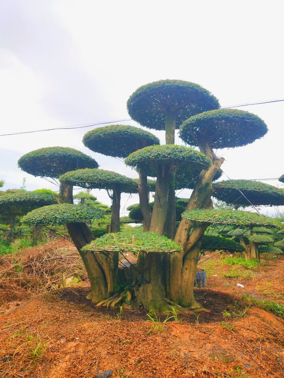 吉林对节白蜡造型3米高价格