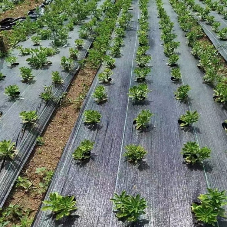 果园打孔防草布pe防草布防草布苗木防草布厂家
