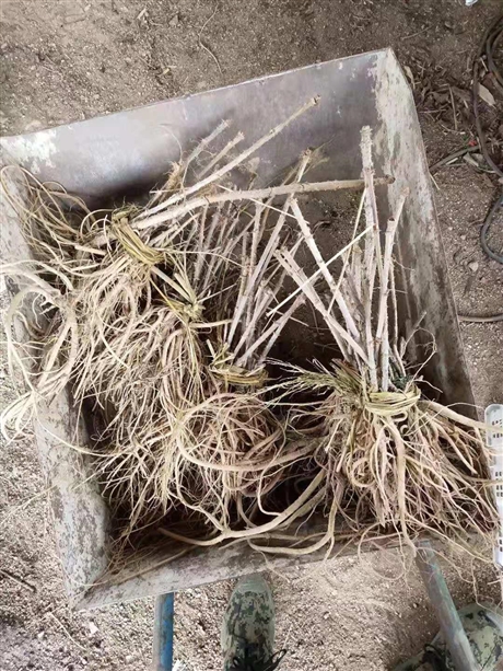 优质刺嫩芽苗批发价格