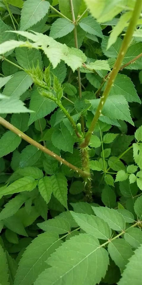 刺嫩芽苗报价辽宁刺嫩芽苗