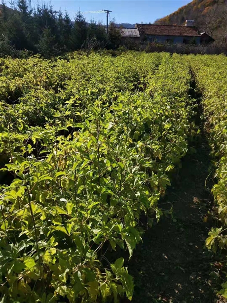 大量批发中药材刺五加种苗