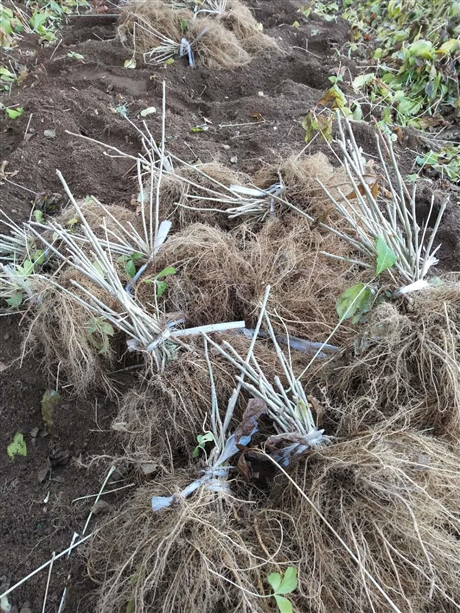 大量批發山野菜之王刺嫩芽種子