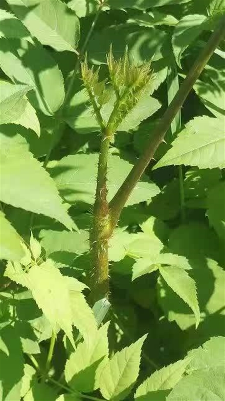 现货供应短梗刺五加种苗