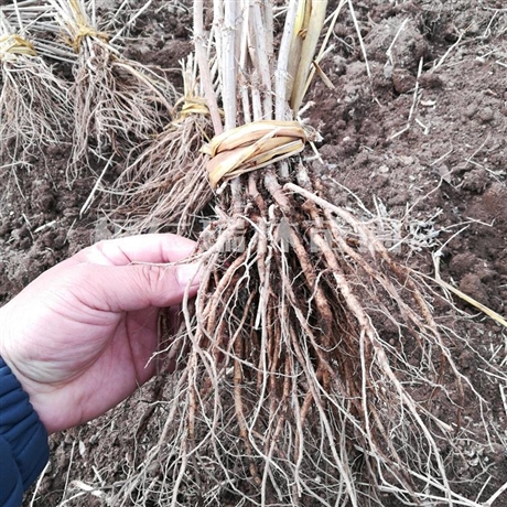 陇南地区乌龙头小苗批发乌龙头树苗乌龙头苗木基地