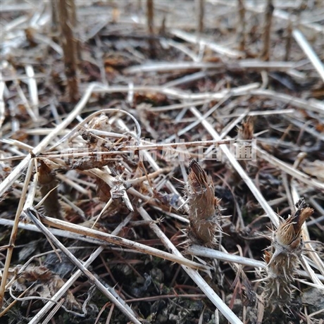 平凉市乌龙头小苗出售乌龙头树苗乌龙头种苗基地