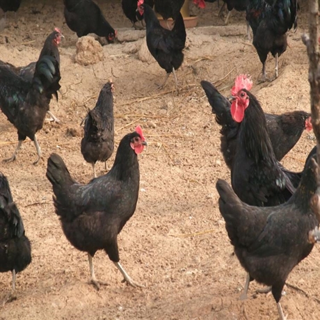黑土鸡苗批发包做疫苗包运湖南地区出售正宗