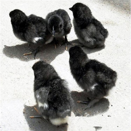 山东黑土鸡苗包做疫苗包运湖南地区出售正宗