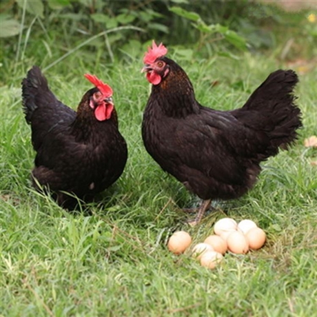 山东黑土鸡苗林下放养散养湖南地区出售正宗